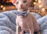 Orange Tabby Bicolor - Sphynx Kitten For Sale - Boyertown&comma; PA&comma; US