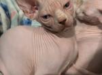 November litter - Sphynx Kitten For Sale - Newark&comma; CA&comma; US