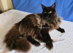 Kenai - Maine Coon Kitten For Sale - Longmont&comma; CO&comma; US