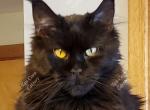 Kekoa - Maine Coon Cat For Sale - 