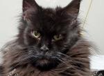 Kekoa - Maine Coon Cat For Sale - Longmont&comma; CO&comma; US