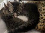 Beary - Domestic Kitten For Sale - Barstow&comma; CA&comma; US
