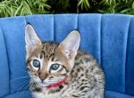 Ruby - Savannah Kitten For Sale - Bradenton&comma; FL&comma; US
