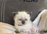 Pismo RESERVED - Balinese Kitten For Sale - CA&comma; US