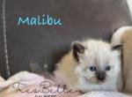 Malibu - Balinese Kitten For Sale - CA&comma; US