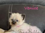 Venice - Balinese Kitten For Sale - CA&comma; US