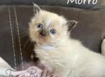Morro - Balinese Kitten For Sale - CA&comma; US