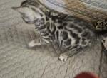 Beautiful healthy bengal babies - Bengal Kitten For Sale - Valley Springs&comma; CA&comma; US