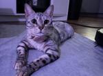 Jasmine - Bengal Cat For Sale - Sarasota&comma; FL&comma; US