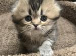 Fluffy Female Scottish Fold - Scottish Fold Kitten For Sale - Denver&comma; CO&comma; US