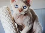 Leo - Devon Rex Kitten For Sale - Spokane&comma; WA&comma; US