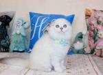 Redondo beach Caesar scottish fold with blue eyes - Scottish Fold Kitten For Sale - CA&comma; US
