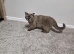 Sphynx persian - Sphynx Kitten For Sale - Nampa&comma; ID&comma; US
