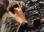 Nimi - American Shorthair Cat For Adoption - Belleville&comma; IL&comma; US