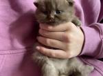 Cinnamon Scottish kitten - Scottish Straight Kitten For Sale - Tacoma&comma; WA&comma; US