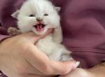 White Scottish female kitten - Scottish Straight Kitten For Sale - Tacoma&comma; WA&comma; US
