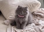 Persian female kitten - Persian Kitten For Sale - Tampa&comma; FL&comma; US