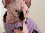 Sphynx kitty - Sphynx Kitten For Sale - Miami&comma; FL&comma; US