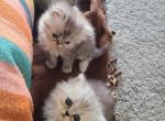 Pebbles Litter - Persian Kitten For Sale - NJ&comma; US
