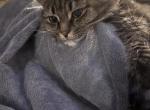 Mika - Maine Coon Cat For Adoption - Melbourne&comma; FL&comma; US