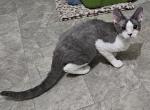 oreo - Devon Rex Kitten For Sale - Lynchburg&comma; VA&comma; US