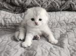 Kitty - Scottish Fold Kitten For Sale - Edgewood&comma; WA&comma; US