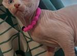 Luna - Sphynx Kitten For Sale - B H Springs&comma; CA&comma; US