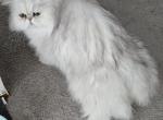 Gabriel - Persian Cat For Sale - NJ&comma; US