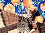 Li exotic bengals - Bengal Kitten For Sale - Holbrook&comma; NY&comma; US