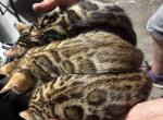 Valentines - Bengal Kitten For Sale - Melbourne&comma; FL&comma; US