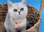 Kai - Persian Kitten For Sale - MD&comma; US