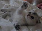 Folded White Silver Shaded Boy Baby - Scottish Fold Kitten For Sale - Charlotte&comma; NC&comma; US