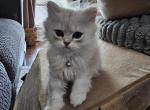 Dollface Persians - Persian Kitten For Sale - Cypress&comma; TX&comma; US