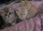 Coppers babies - Scottish Straight Kitten For Sale - Staten Island&comma; NY&comma; US