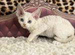 Benny - Devon Rex Kitten For Sale - Homer&comma; IL&comma; US
