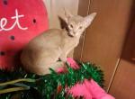 Fawn Fairytale Boy - Abyssinian Kitten For Sale - Plymouth&comma; WI&comma; US