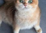 British cat - British Shorthair Cat For Sale - Hallandale&comma; FL&comma; US
