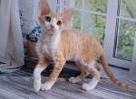 Andy - Devon Rex Kitten For Sale - Norwalk&comma; CT&comma; US