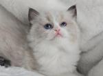 Bueatiful Ragdoll Girl Bicolor - Ragdoll Kitten For Sale - Southwick&comma; MA&comma; US