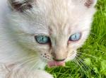 Blue Eyed Snow Lynx Bengals - Bengal Kitten For Sale - Marysville&comma; WA&comma; US