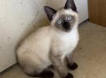 GIRLY Manx Siamese - Manx Kitten For Sale - Bryan&comma; TX&comma; US