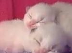 BREVARD RAGDOLLS - Ragdoll Kitten For Sale - 