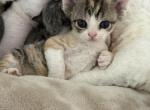 Blossom - Devon Rex Kitten For Sale - Brooksville&comma; FL&comma; US