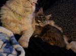 Cricket and jiggles pair - Domestic Kitten For Adoption - Columbus&comma; OH&comma; US