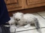 Asia's Himalayan - Persian Kitten For Sale - Greenville&comma; OH&comma; US