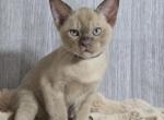 Richard - Burmese Kitten For Sale - Pembroke Pines&comma; FL&comma; US