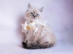 Cepheus - Siberian Kitten For Sale - Pembroke Pines&comma; FL&comma; US