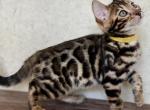 Balu - Bengal Kitten For Sale - Pembroke Pines&comma; FL&comma; US