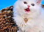 Lulu - Persian Kitten For Sale - MD&comma; US