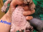 Rare hybrids - Sphynx Kitten For Sale - 